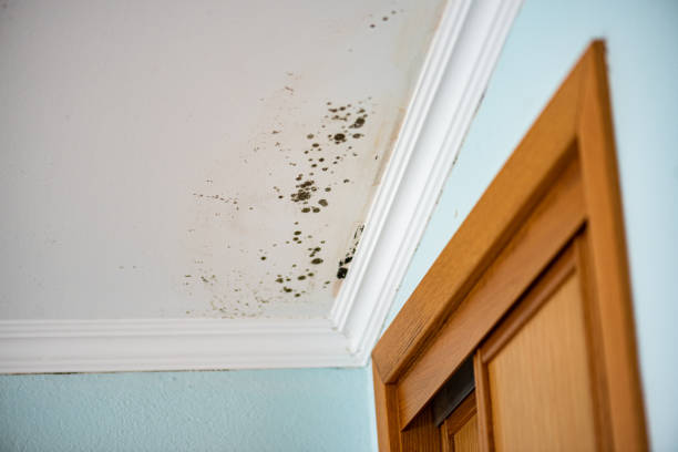 Best Mold Damage Repair  in Taylorsville, KY
